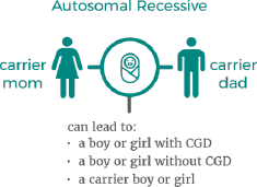 Autosomal recessive CGD infographic