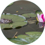 Picture Standing-water.png